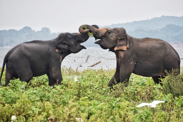 Minneriya - Sri Lanka Travel Guide